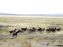 Wild horses on open range in Utah
