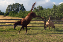 Merial - Helping horses kick up their heels