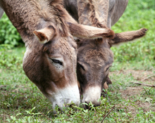 Donkeys very important in Tanzania