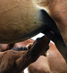 Mom, the foals basic nutrition source