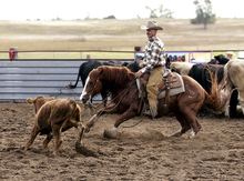 Cutting horse at work