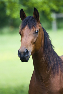 Horses = Good business