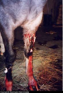 First aid for horse leg wounds