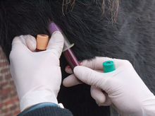 Blood test to identify respiratory problems in horses
