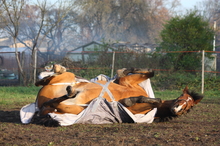 A horse caught in the throes of a colic attack