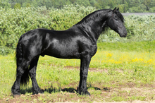 Prolonging breeding career of a stallion