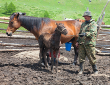 Learning about horse reproduction and management