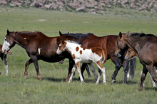 Nature taking care of horse hoofs