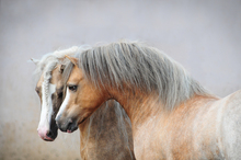 Mare signaling receptivity to a stallion