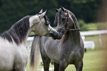 Potential for STDs in horses