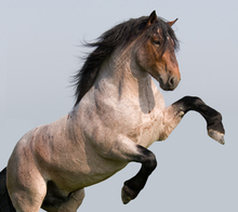 A roan stallion