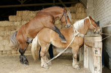 Hand breeding a stallion to a mare