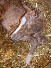 The newborn foal