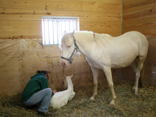 A good foaling stall setup