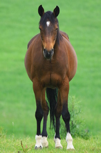 A candidate brood mare