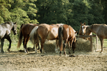 Thinking about horse nutrition in a better way
