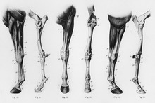 Horse leg anatomy