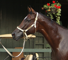 A healthy horse covered with sweat