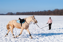 A quick warm-up prepares the horse for riding