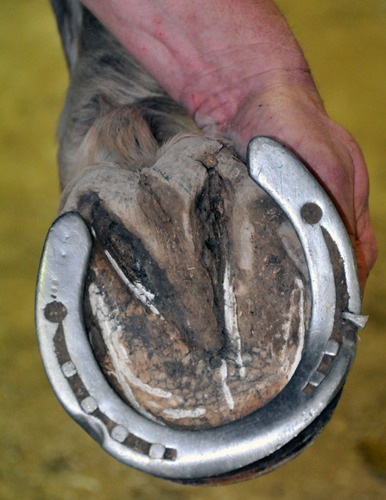 ProRider USA Horse Farrier Tool Grooming Equine Hoof Care Emergency Shoe Repair 98435 