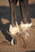 The sign of a well kept horse