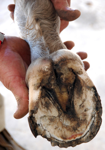 Horse Hoof Diseases and Conditons