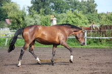 Horse's gait as key to lameness