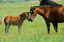 Mare with foal.