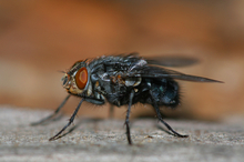 Longer lasting natural fly repellent