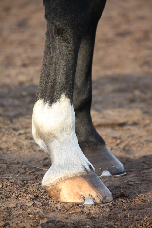Are Hoof Care Products Worth the Cost? | EquiMed - Horse Health Matters