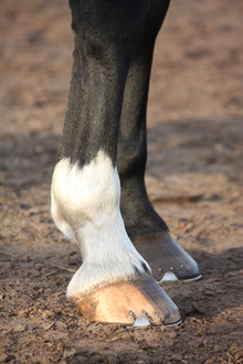 Healthy hooves