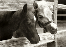 New law for owners of ponies, donkeys and horses