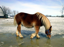 Environmental factors affect hoof growth