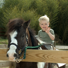 Benefits of horse therapy for autism
