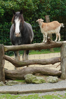 Horse and goat as companions