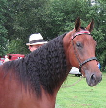 Tennessee Walking Horse - A breed often subjected to soring