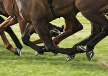 Testing to determine winning horses