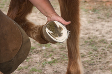 Horses foot - a common source of lameness.