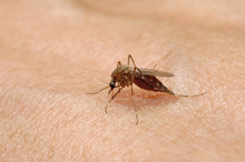 Mosquito-borne disease threat