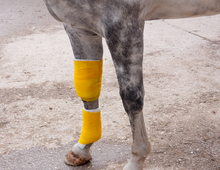 Bandage on horse's leg