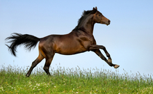 Advancing horse health worldwide