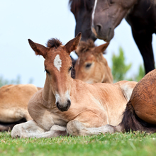 Healthy foals