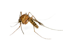 New cases of mosquito-borne disease