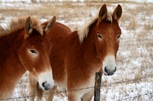 More donkeys abandoned than horses