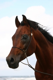 Beauty of the Arabian horse