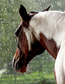 The equine endocrine system