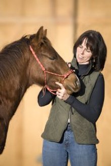 Checking horse for signs of disease