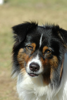 Australian shepard