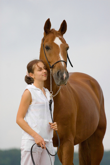 Reaching a comfort level with horses