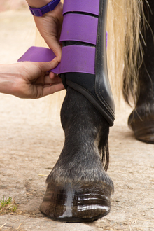 Preventing thrush in equine hooves